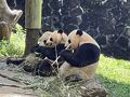 GW四川省の旅(その6 都江堰パンダ苑)