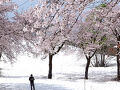 2025　新潟「春花・雪上桜」の旅＜新潟県長岡市・魚沼市・五泉市＞