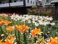 2023年6月 鮫洲でユリの花1万本鑑賞と旧東海道の七福神＆冨士塚を訪れた