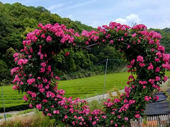 千載農園のバラ園～阿蘇・九重　初夏の花紀行⑤～