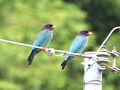 吉備中央町でバードウオッチング　仏法僧　雉　腰赤燕　四十雀　頬白　百舌鳥　青鷺　鳶　サシバ