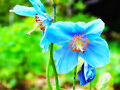２０２５年５月　六甲高山植物園、初夏の花々を鑑賞します！