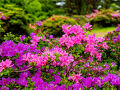 万年山のミヤマキリシマ