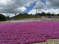 茶臼山の芝桜を見に行きました