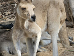 西オーストラリア12日間の旅：10日目 キングス・パークとパース動物園