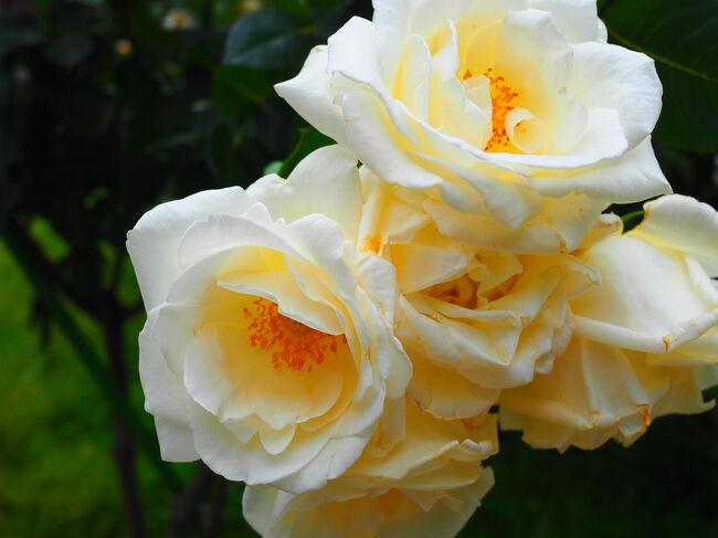 ガーデンネックレス横浜2025「横浜ローズウィーク」は６月15日まで