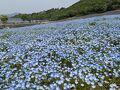灯台・展望台・ネモフィラ畑～志摩絶景めぐりドライブ