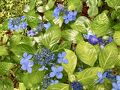 向島百花園のアジサイ