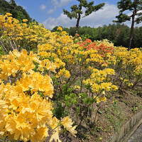 2025年5月12日～山形で新緑、躑躅、歴史的建造物を楽しんで来ましたリッチモンドホテル山形駅前泊