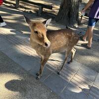 中学修学旅行ぶりの奈良