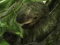 ナマケモノに出会うコスタリカの旅