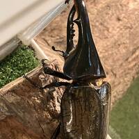 カブトムシ好き集まれ！千葉ビートルランド