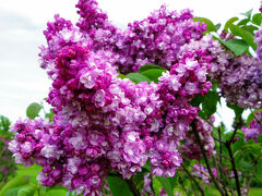 花紀行 5月の北海道は春真っ盛り