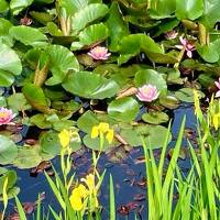 秋田市の千秋公園（久保田城跡）