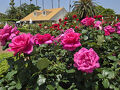 2025年5月19日～千葉青葉の森と谷津バラ園で美しい薔薇を楽しんで来ました　京成ホテルミラマーレ泊