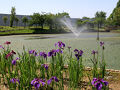 白鷺公園の花菖蒲（2025年6月4日）