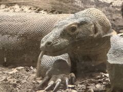 2025年　前乗り名古屋で動物園