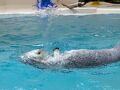 鳥羽水族館と、ザ・昭和な観光ホテルにて