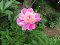 諏訪神社の芍薬はどうでしょう？