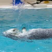 鳥羽水族館と、ザ・昭和な観光ホテルにて