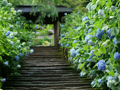 2025年紫陽花開花情報&#9825;北鎌倉 明月院