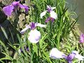 高瀬裏川花しょうぶ（4）