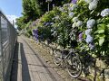 2025年6月5日　早朝サイクリング　北区・文京区