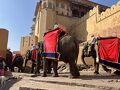 年末年始初インド旅(その7ジャイプール　アンベール城)
