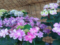 なばなの里2025・・ベゴニア、バラ、紫陽花・・色とりどり花盛り♪