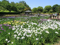 馬見丘陵公園の見頃を迎えつつある花菖蒲（2025年6月5日）