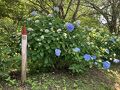 武蔵五日市ハイキング：南沢あじさい山