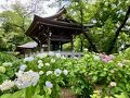 妙楽寺（あじさい寺）