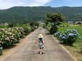 今年もあの景色に会いに行く♪ 癒しの田園風景＊開成町あじさいまつり＊