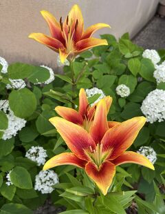 ⑩マダムの暮らすように旅する福岡・大分・佐賀6月　5日目の２　筥崎宮神苑花庭園ー天神ランチ（於：うみの食堂）と買い物（ミーナ天神）