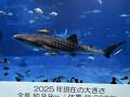 2025　そういえば、沖縄本島の北部は行ってないよね～と誘い出し、母と一緒に沖縄へ♪☆沖縄本島・瀬底島