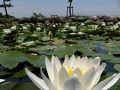 「つつじが岡公園」の梅雨の花_2025_アジサイは咲き初めで花少なく、スイレンは満開でした（館林市）