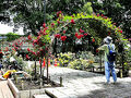 問柳尋花 北摂尼崎逍遙①大井戸公園（バラ鑑賞）前編