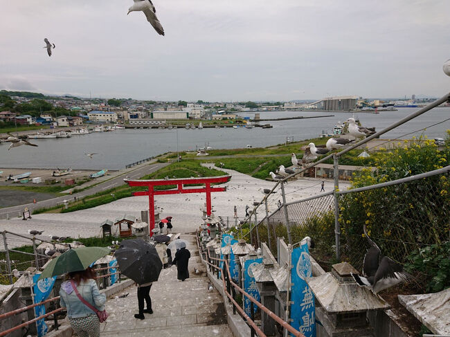 青森県八戸市の蕪島＆蕪嶋神社。東北有数のウミネコの繁殖地。<br />ＮＨＫのドキュメント７２時間でも取り上げられた場所。<br />特徴は、神社の参道や境内が繁殖の場所になっていること。<br /><br />５月下旬はヒナが誕生し始める時期。<br />ウミネコの飛び交う中、卵を温め中の親鳥の間を通り抜けての参拝でした。