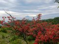 蛭ヶ岳と丹沢山を歩く