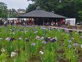 都内最大級！花菖蒲が咲き誇る初夏の東村山満喫コース