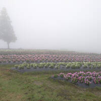 霧と雨の淡路島 2023梅雨