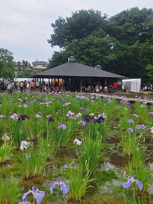 都内最大級！花菖蒲が咲き誇る初夏の東村山満喫コース