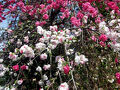 練馬区郊外で春の花々を訪ねてがてら、農地の香りや、大山詣に想いを馳せる。