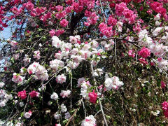 練馬区郊外で春の花々を訪ねてがてら、農地の香りや、大山詣に想いを馳せる。