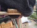 拡張された小屋で食事をするモルモット（+つばめ）。