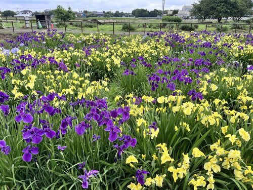 菖蒲城趾あやめ園の花しょうぶを鑑賞しました』幸手・久喜・栗橋