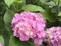 梅雨のお散歩　川崎の妙楽寺へ紫陽花を見にいく