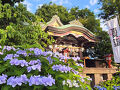 2025年6月12日　川越で紫陽花巡り　川越八幡神社～東照宮～喜多院～中院～メトロポリタン花むさし