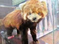 ３年半ぶりの仙台レッサーパンダ遠征は秋田ハシゴに直前変更（４）八木山動物園いろいろハイライト：ホッキョクグマの双子公開ニアミスでも充実の１日