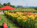 蜻蛉池公園のユリロード（2025年6月13日）